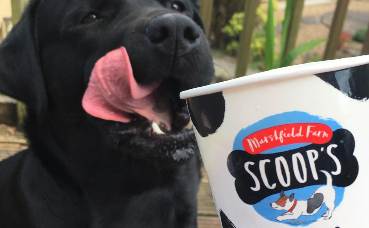 Scoops dog ice cream available